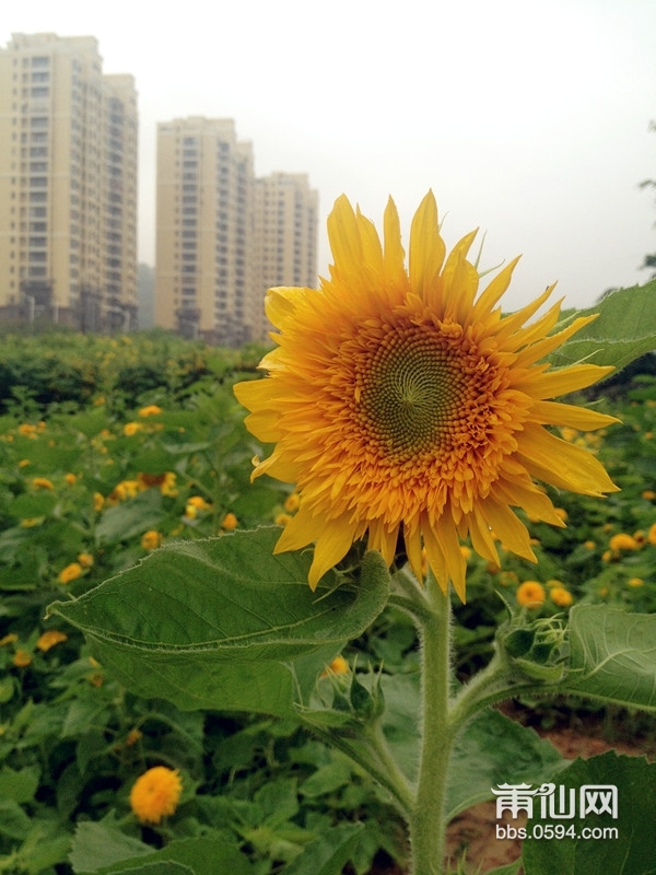 心若向阳，一切就都是美好的