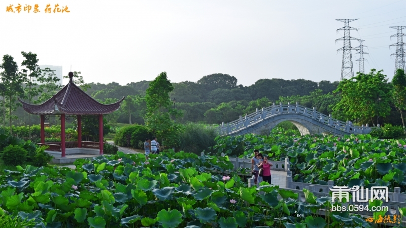 城市印象-荷花池.jpg