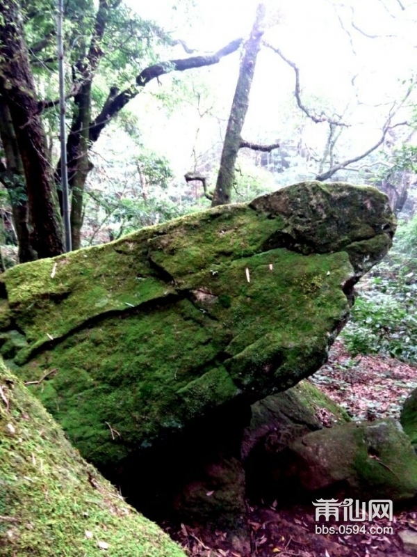 雨润苔藓侵阶绿---麦斜风光 (10).jpg