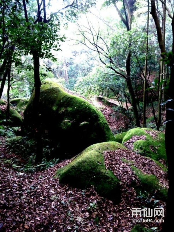 雨润苔藓侵阶绿---麦斜风光 (5).jpg