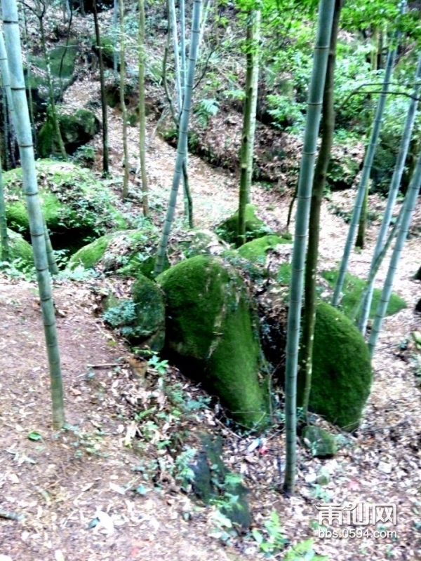 雨润苔藓侵阶绿---麦斜风光 (4).jpg