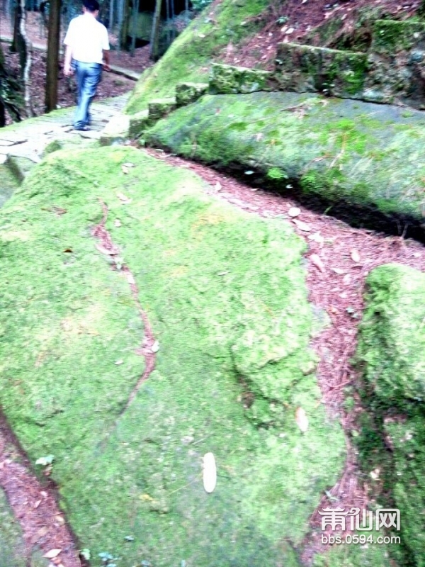 雨润苔藓侵阶绿---麦斜风光 (3).jpg