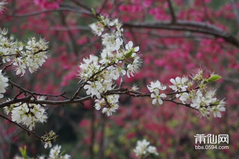 2月樱花梨花 (3).JPG