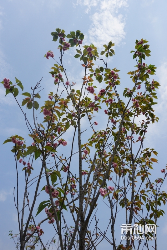 5月海棠花 (1).JPG