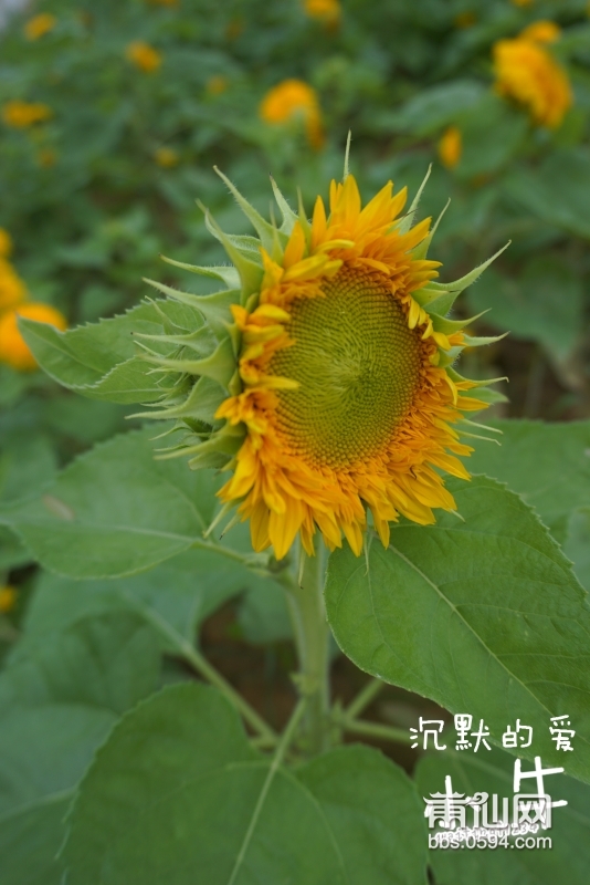 DSC05298_副本.jpg