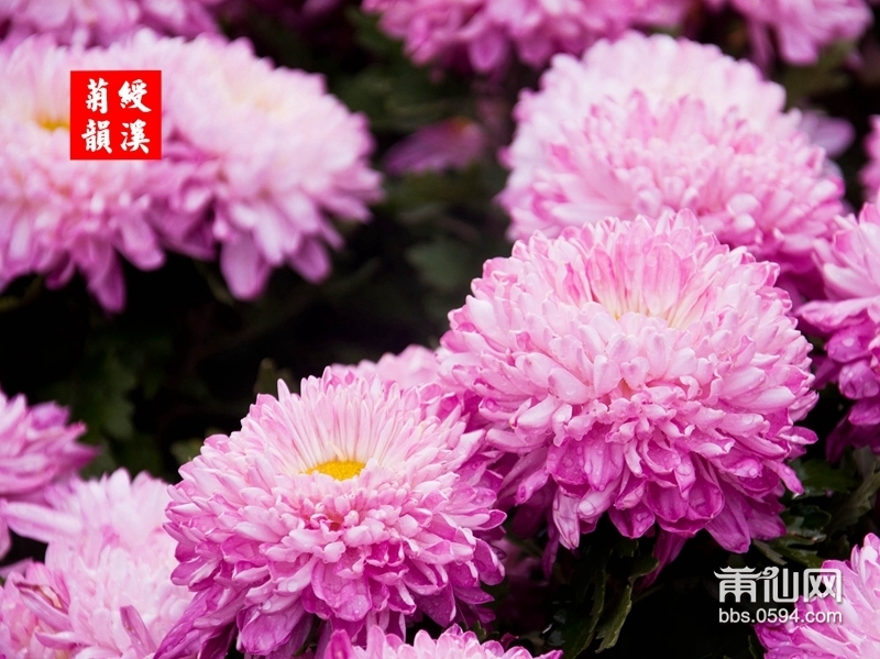 绶溪菊花-0021-2.jpg