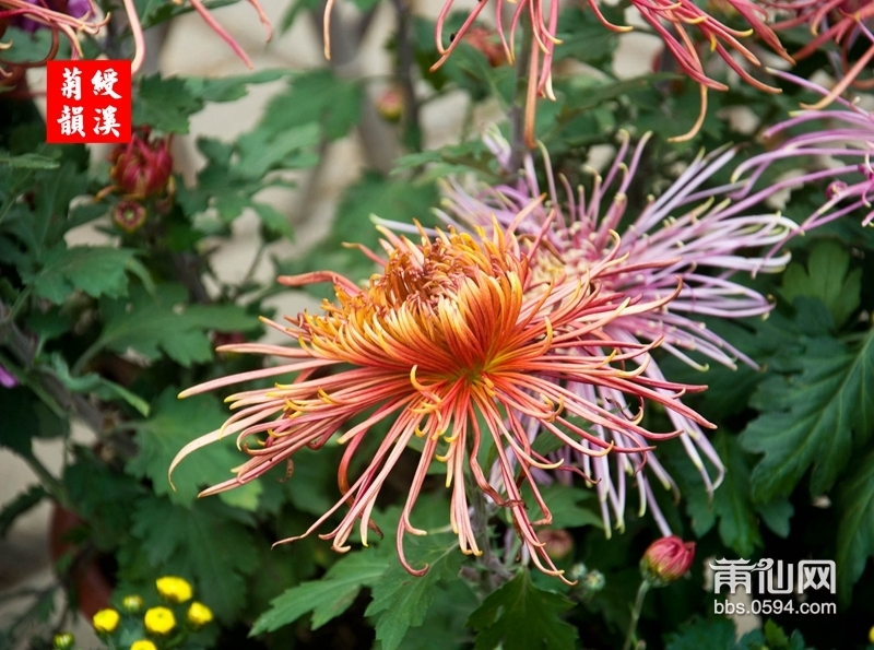 绶溪菊花-0075.jpg