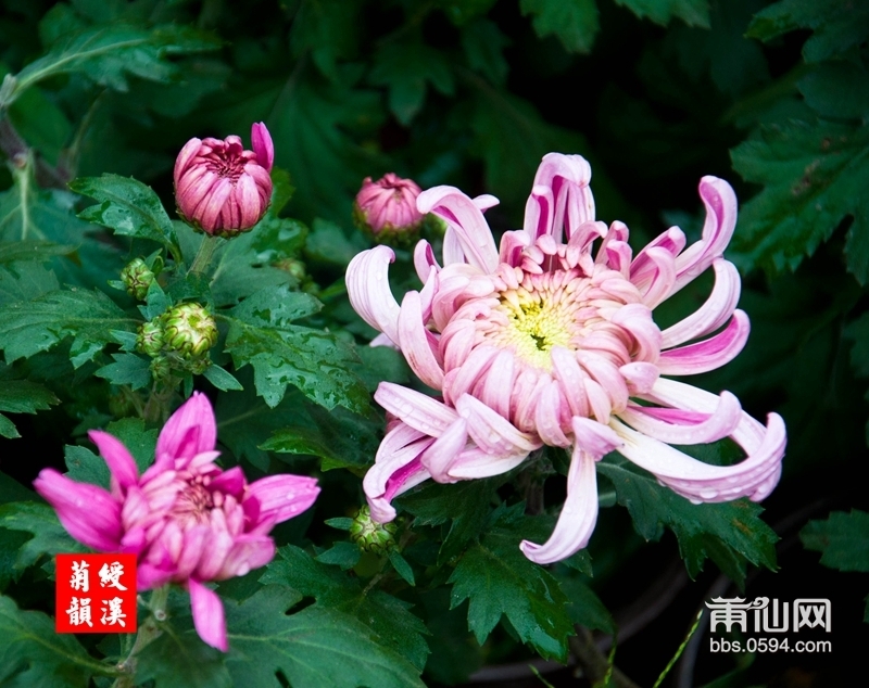 绶溪菊花-0082-2.jpg