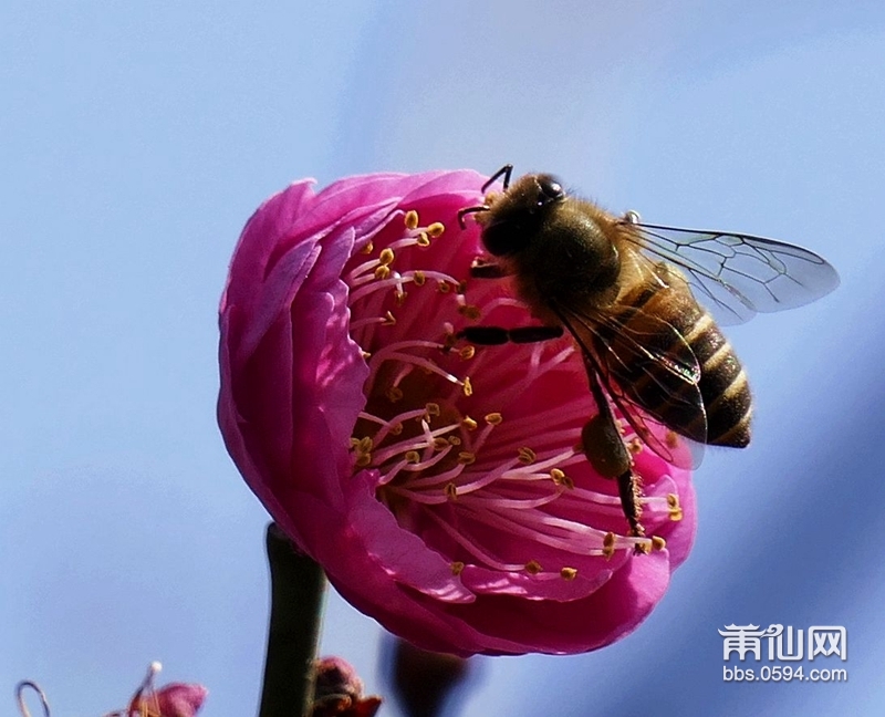 蜜蜂-2.jpg