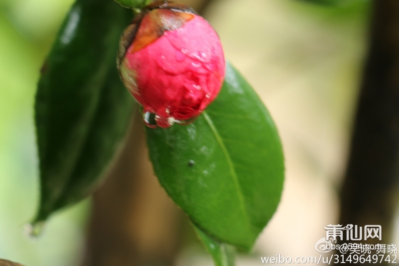 雨后春的气息 (5).jpg