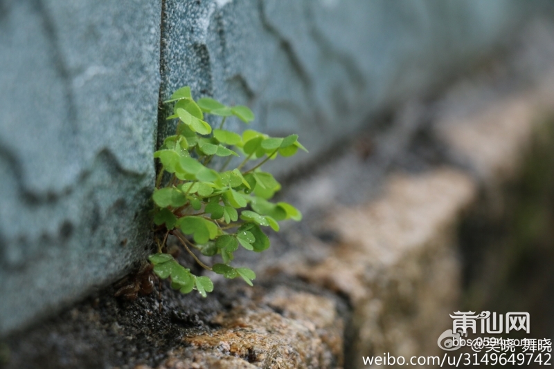 雨后春的气息 (7).jpg