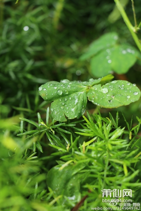 雨后春的气息 (4).jpg