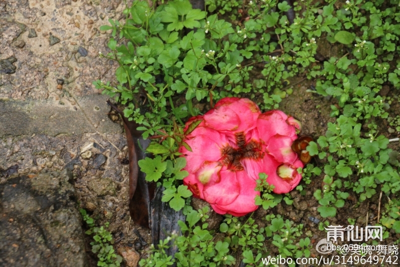 雨后春的气息 (1).jpg