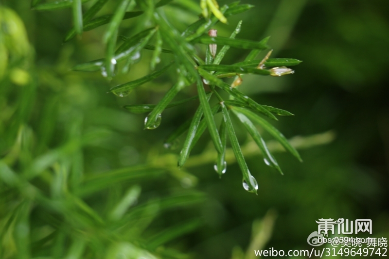 雨后春的气息 (2).jpg