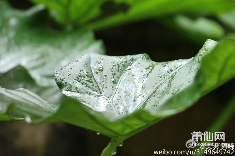 雨后春的气息 (3).jpg