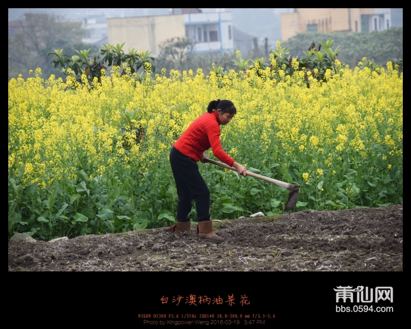 20160319-白沙镇澳柄油菜花002.jpg