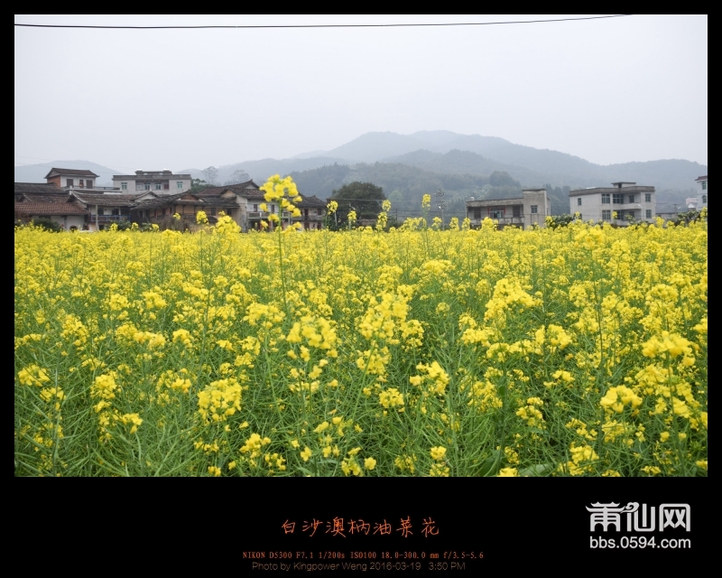 20160319-白沙镇澳柄油菜花004.jpg