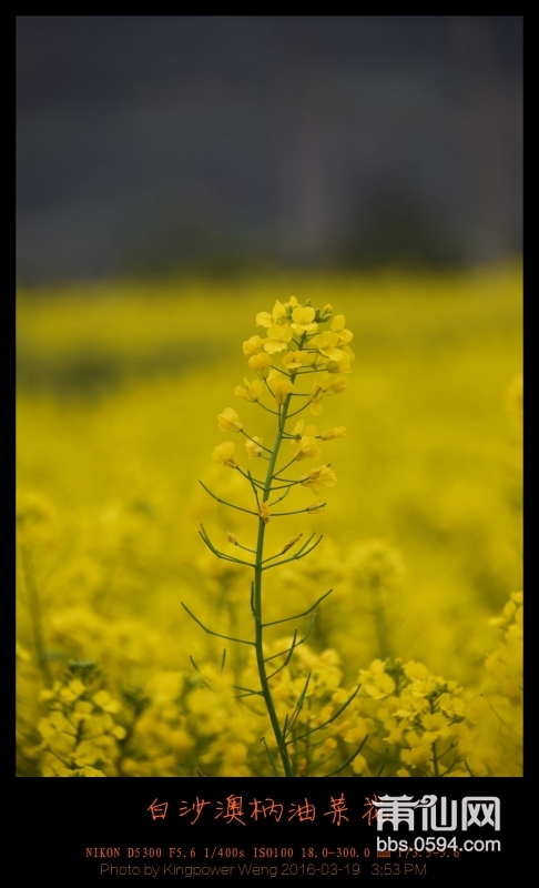 20160319-白沙镇澳柄油菜花007.jpg