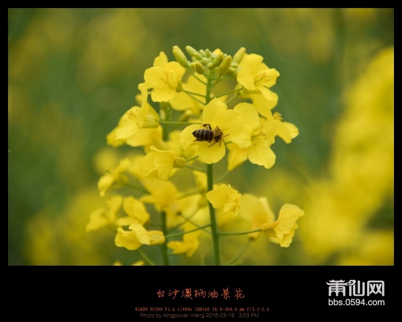 20160319-白沙镇澳柄油菜花008.jpg