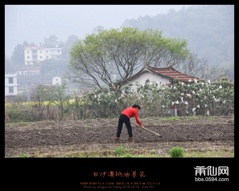 20160319-白沙镇澳柄油菜花009.jpg