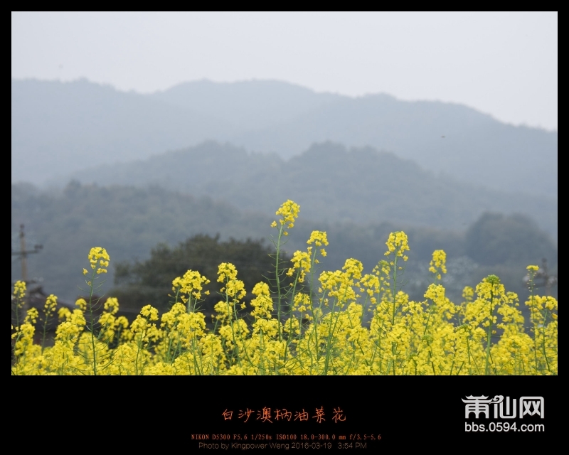 20160319-白沙镇澳柄油菜花011.jpg