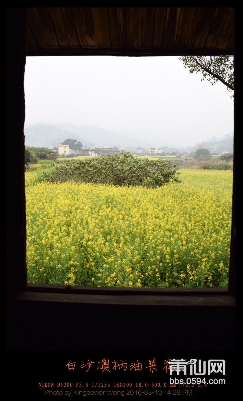 20160319-白沙镇澳柄油菜花038.jpg