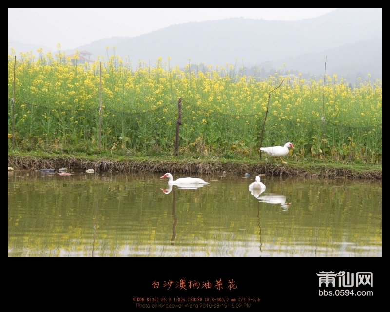 20160319-白沙镇澳柄油菜花058.jpg