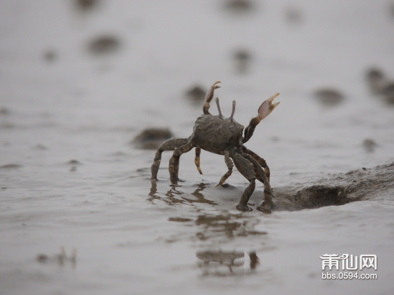 20160501-兴化湾美兰滩涂015.JPG