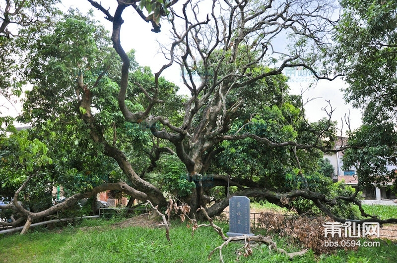 莆田本地不可不知的三株最牛的荔枝树