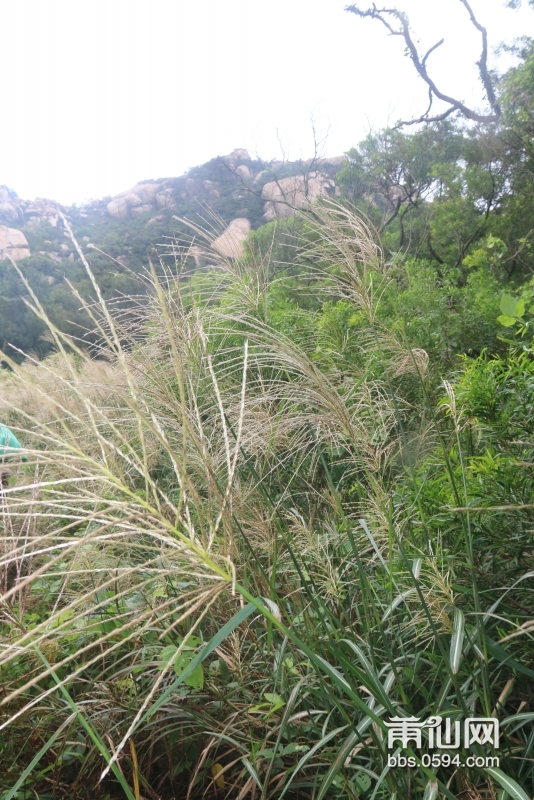 鹭峰寺前的草丛