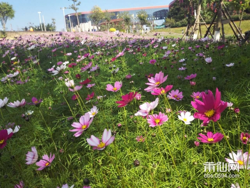 泗华公园格桑花海美翻了莆田整个春天