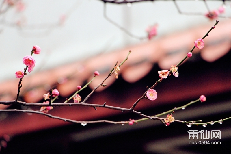 袅绕的梅寺，雨霏霏，分不清是雨还是花苞.