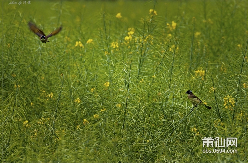 3月油菜花6._MG_5934.jpg