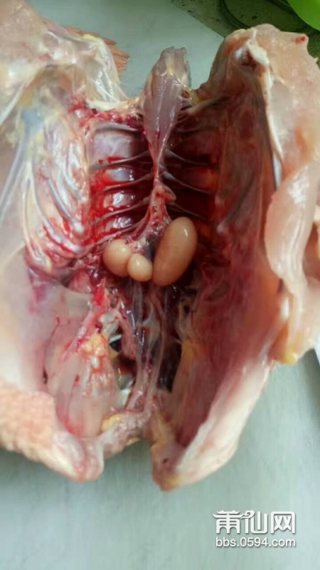 公鸡睾丸位置图片