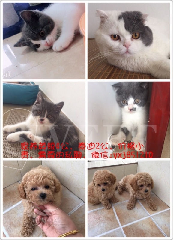 宠物猫 狗
