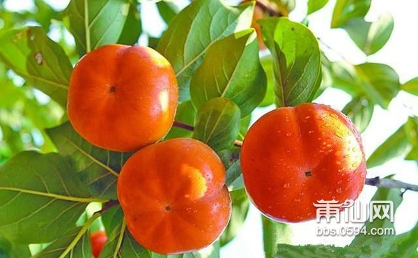 甜柿1.jpg