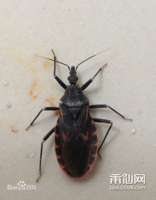 中国最毒的虫子图片