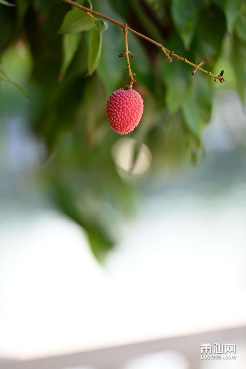 DSC_1372_副本_副本.jpg