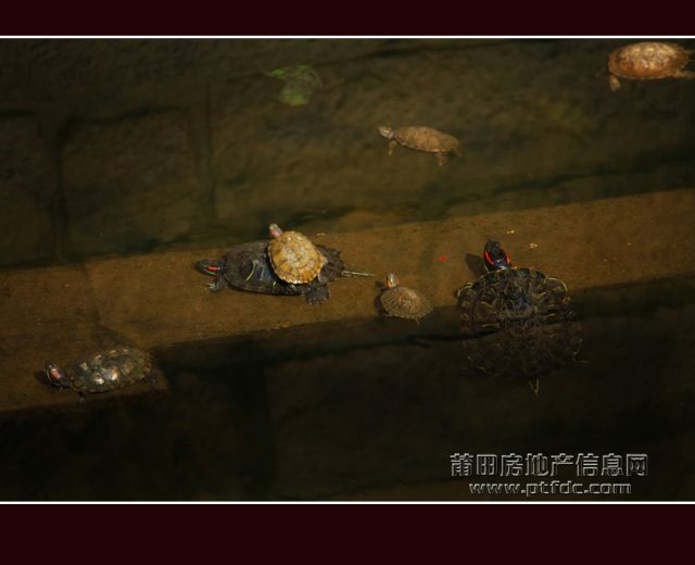 广化寺064.jpg