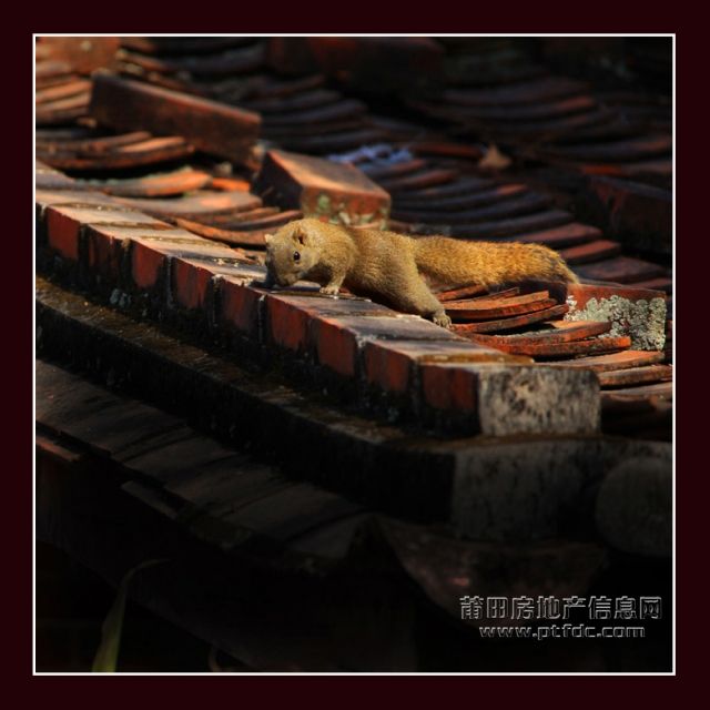 广化寺117.jpg