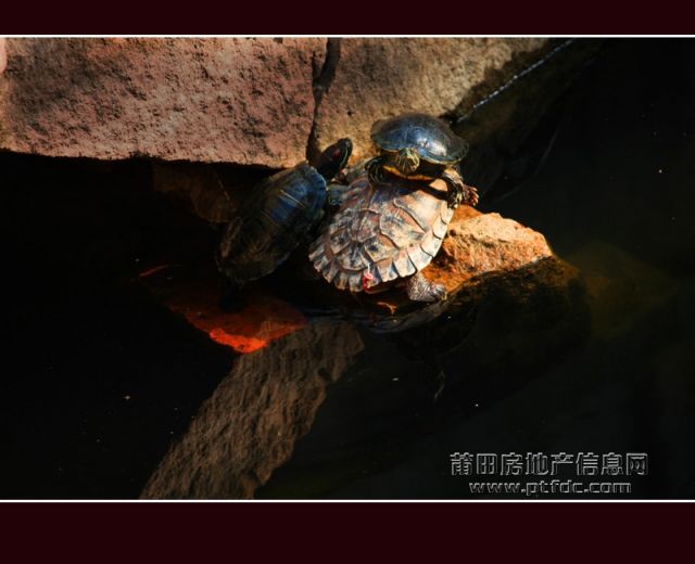 广化寺071.jpg