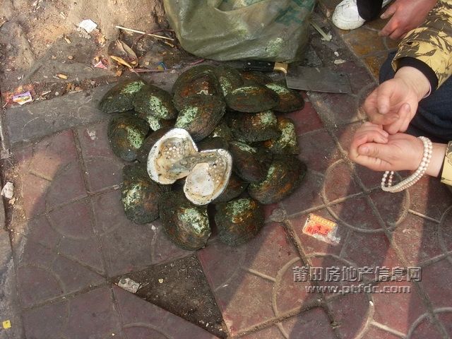 河蚌骗子1.JPG