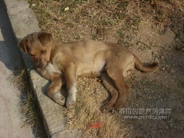 黄石57.JPG