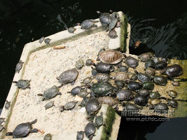 广化寺14.jpg