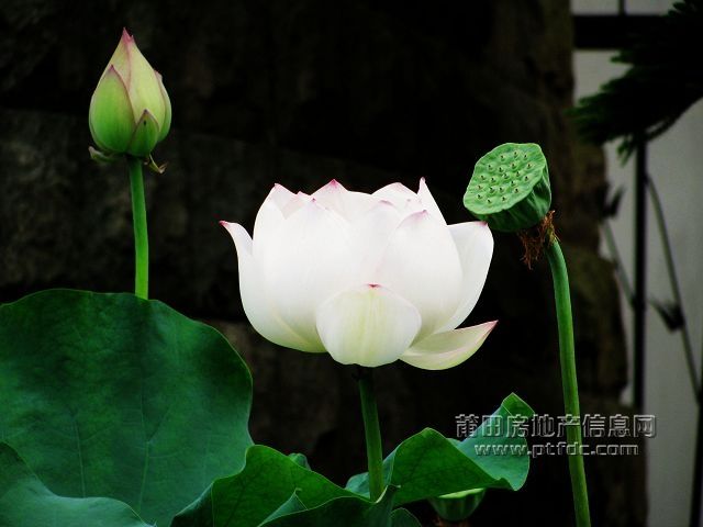 荷韵 (16).jpg