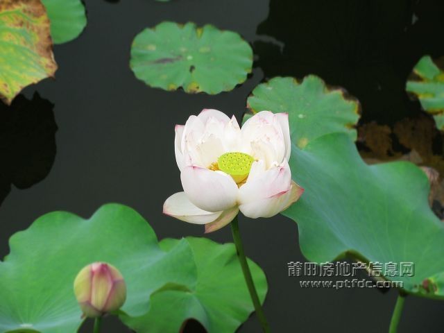 荷韵 (7).jpg