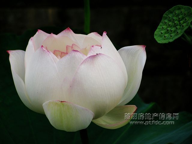荷韵 (21).jpg