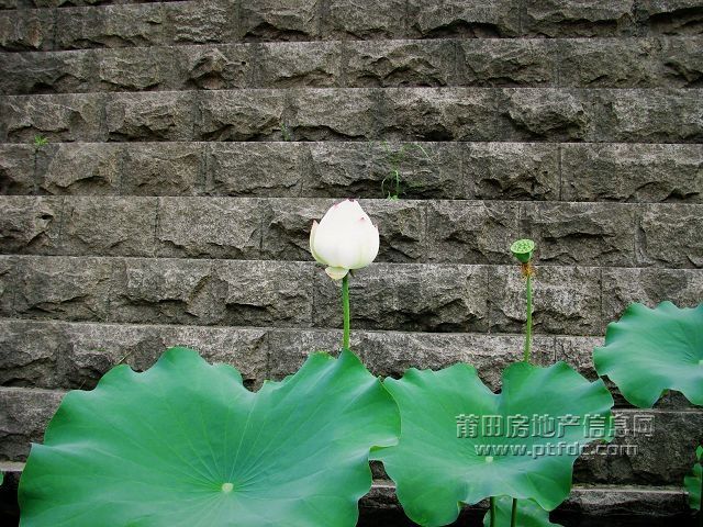 荷韵 (11).jpg