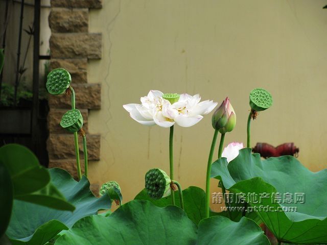 荷韵 (19).jpg