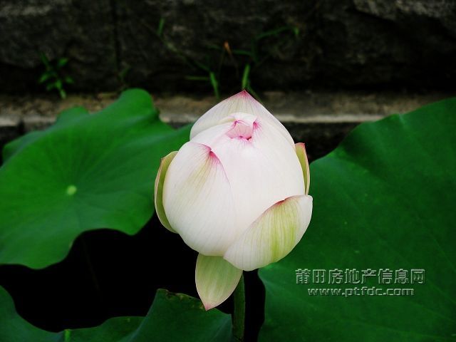 荷韵 (13).jpg